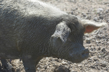 Tamworth pig caked in mud