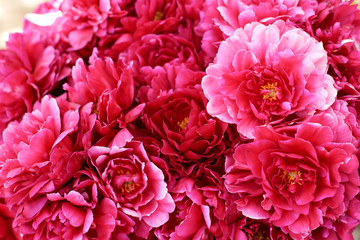 Pink peonies bouquet closeup