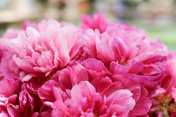 Pink peonies closeup