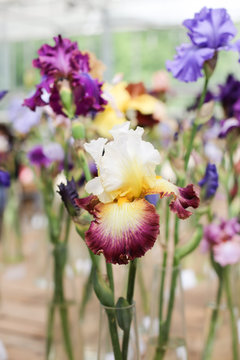 Beautiful iris flowers