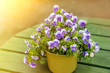 Pansies grow in a large yellow pot, standing on a green table in the street. The horizontal frame.