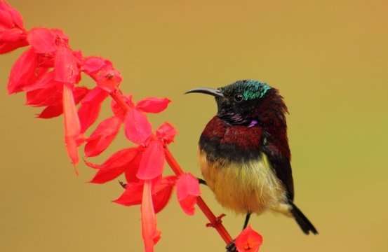 Robbin in search of food... looking for a nectar 