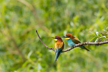 two european bee-eaters birds  (merops apiaster) sitting on branch in forest