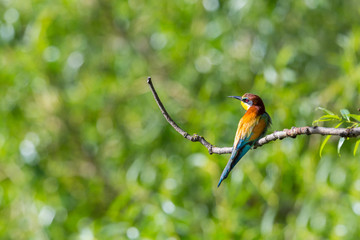 european bee-eater bird (merops apiaster) sitting on branch in sunshine