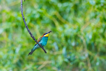european bee-eater bird (merops apiaster) sitting on branch with insect in beak