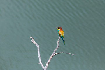 one european bee-eater bird (merops apiaster) sitting on branch in sunshine