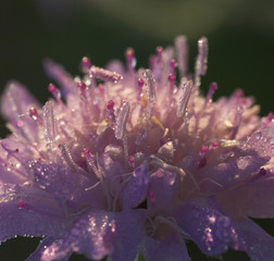 Dew covered Field scabious (Knautia arvensis) flower