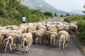 Fototapeta premium Sheeps herd