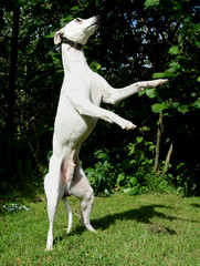 Obraz na płótnie Canvas White Whippet dog balancing on his hind legs.