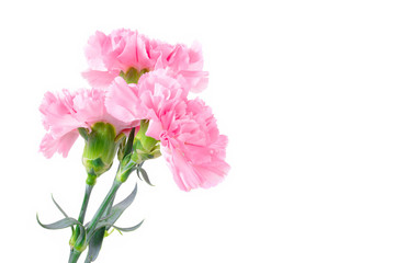 Beautiful pink Carnation flowers on white background