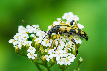 Cerambycidae from the group of hardwood insects
