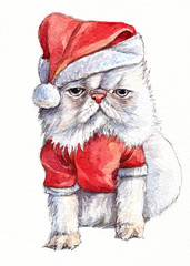 cranky Christmas cat