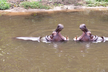 Two Hippopotamus amphibius  open mouth showing jaw teeth. It may be conversation between each other.