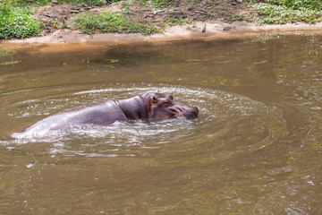 The large Hippopotamus amphibius  Swimming in the river happily.