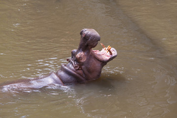 The large Hippopotamus amphibius  open mouth showing jaw teeth. Swimming in the river happily.
