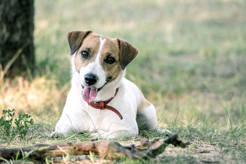 Jack Russell Terrier dog lying with a wooden stick on the grass in a summer park. A dog looking at the camera