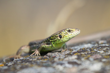 Portrait of a lizard