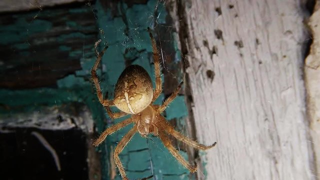 Close-Up of a Spider on a Spider Web at Night Waiting on the Background Cracked Old Paint of Old Windows