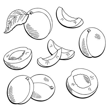 Apricot fruit graphic black white isolated sketch illustration vector