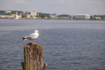 Möwe