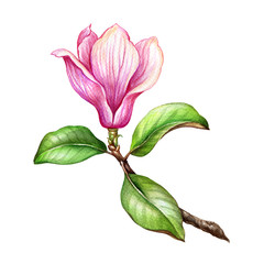 watercolor illustration, pink magnolia flower, floral design element, botanical clip art, isolated on white background