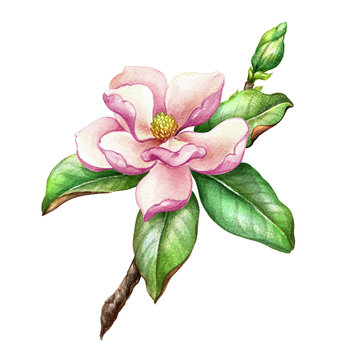 recommend clip art: watercolor illustration, pink magnolia flower, floral design element, botanical clip art, isolated on white background