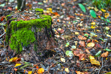 A wooden stump covered with green moss in an autumn forest