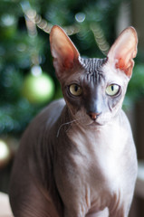 Кот Донской Сфинкс на диване портрет