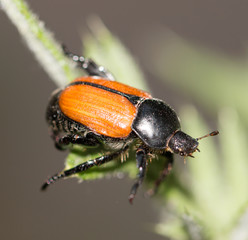 Brown beetle on leaf