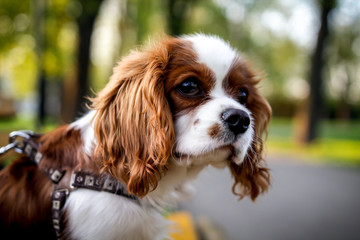 Cavalier King Charles Spaniel - Bastien