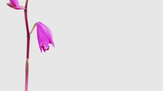 開花タイムラプス　シラン