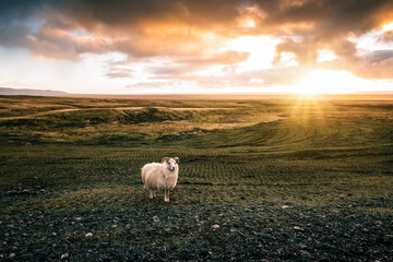 fotogenes Schaf in der Natur in Island