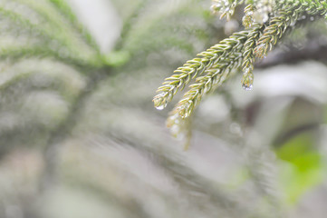 Naklejka premium dew drop on pine leaf