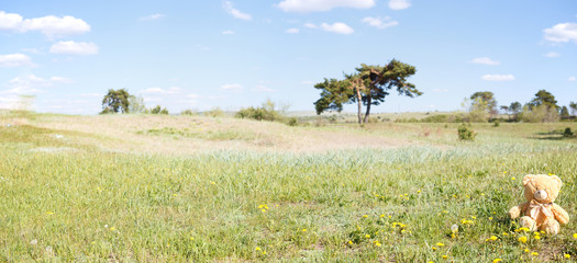 Baby bear on a beautiful flower meadow