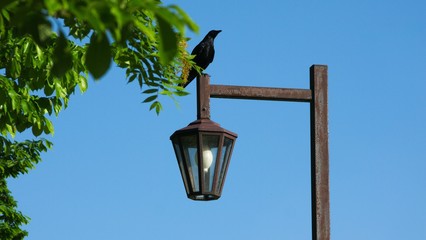 公園の朝　樹木と街灯