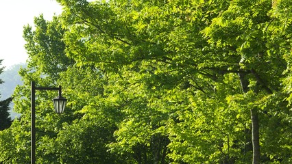 公園の朝　樹木と街灯