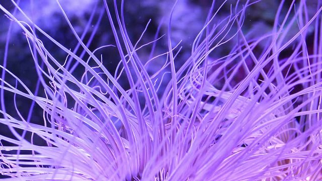 Corals in underwater tropical sea
