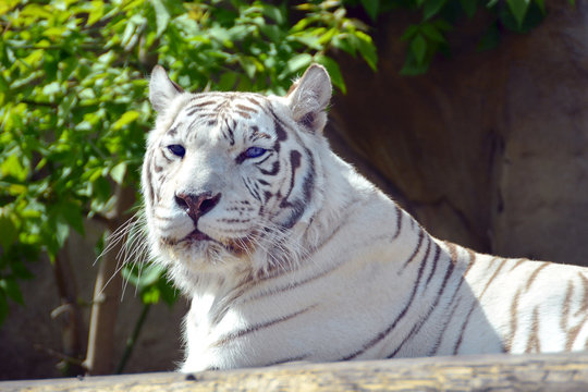 Bengal tiger