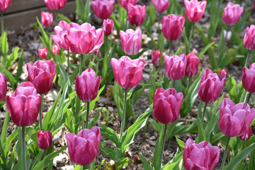 Tulipes roses au printemps au jardin