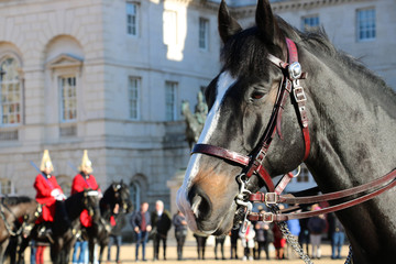 Naklejka na ściany i meble Pferd der Londoner Garde