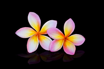 Flowers on a black background,Plumeria