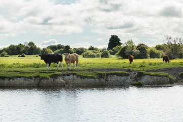 Fototapeta na wymiar cows on the banks of the River Shannon