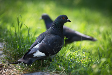 Dove.