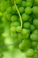 The fresh bunch of grapes in sunlight