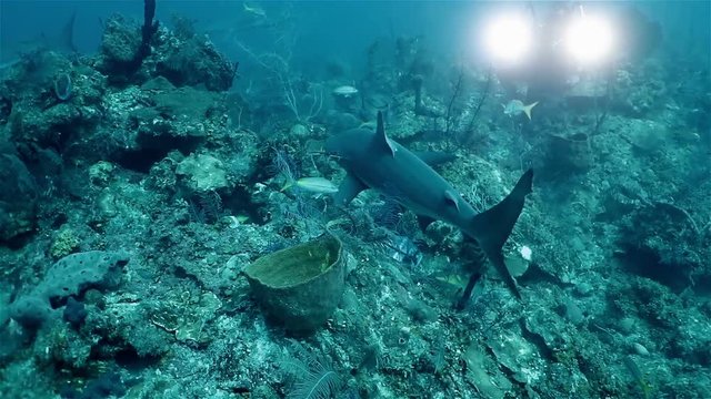 Caribbean reef sharks floating in the deep sea