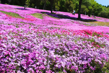滝上町 芝ざくらまつり