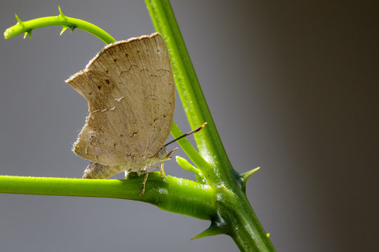 Image of butterfly (Lycaenidae) on the leaf on nature background. Insect Animal