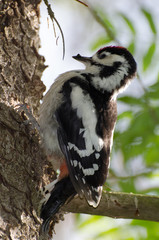 little woodpecker