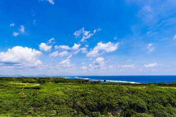 Fototapeta na wymiar Trees, landscape. Okinawa, Japan, Asia.