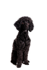 söt svart pudel sitter i studio isolerad mot vit bakgrund